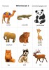 Wild Animals 3 flashcards